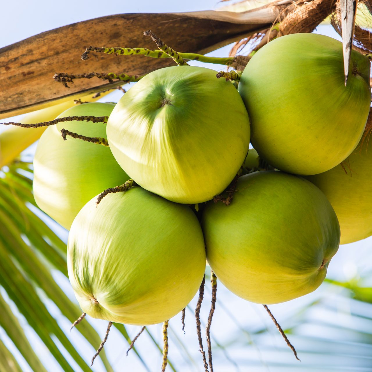 https://smdelight.net/wp-content/uploads/2025/05/coconuts.jpg